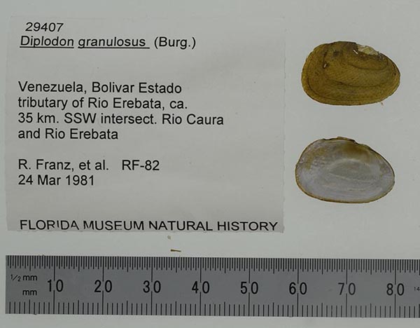 specimen