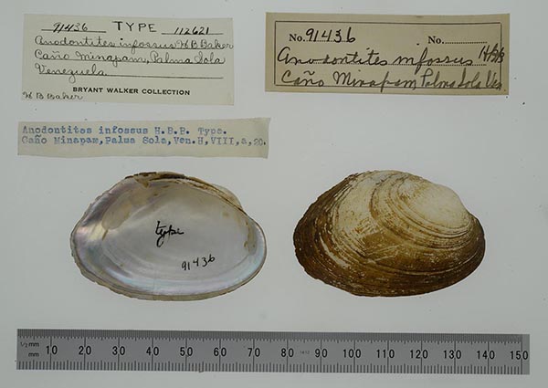 specimen
