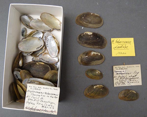 image of lot NCSM_5627B image of lot NCSM_5627B