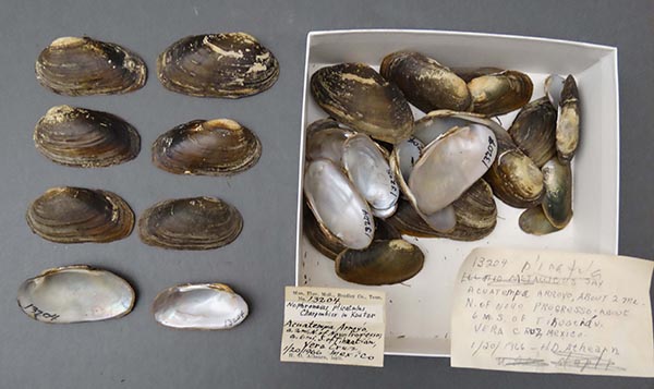 image of lot NCSM_MFM_13204 image of lot NCSM_MFM_13204