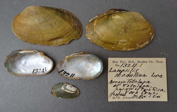 image of lot NCSM_MFM_13211 image of lot NCSM_MFM_13211