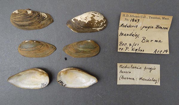 image of lot NCSM_MFM_1863