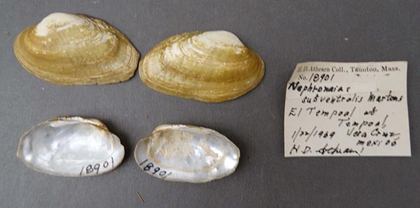 image of lot NCSM_MFM_18901 image of lot NCSM_MFM_18901