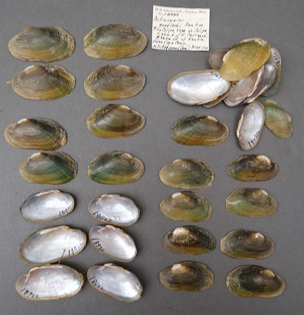 image of lot NCSM_MFM_18922 image of lot NCSM_MFM_18922