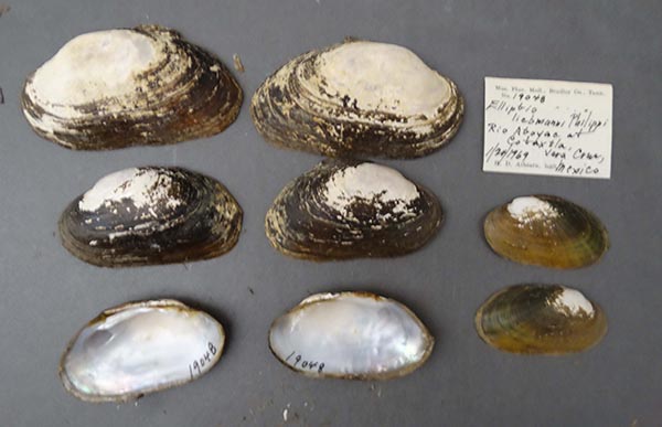 image of lot NCSM_MFM_19048 image of lot NCSM_MFM_19048