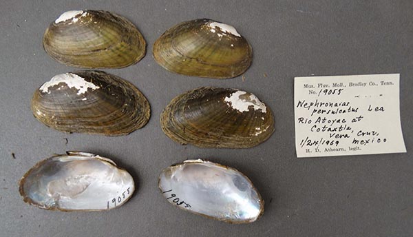 image of lot NCSM_MFM_19055 image of lot NCSM_MFM_19055