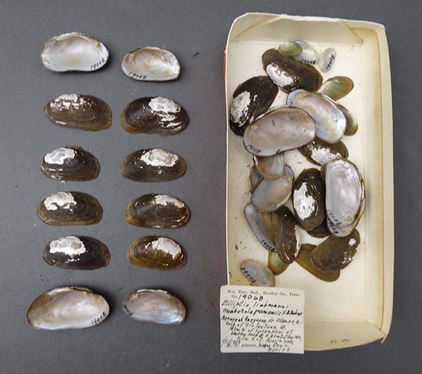 image of lot NCSM_MFM_19068 image of lot NCSM_MFM_19068