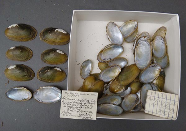 image of lot NCSM_MFM_19073 image of lot NCSM_MFM_19073