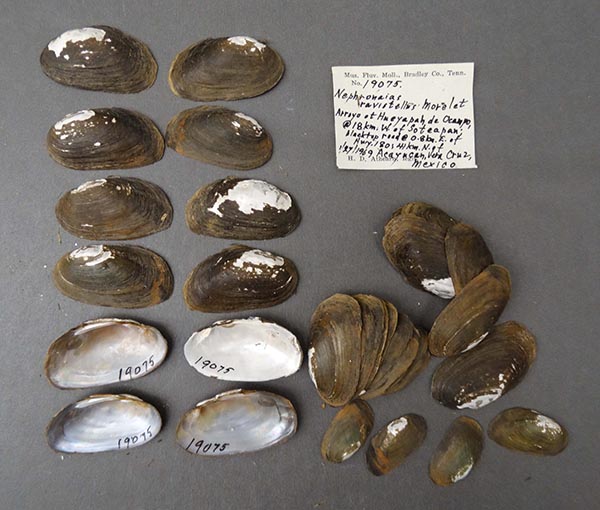 image of lot NCSM_MFM_19075 image of lot NCSM_MFM_19075