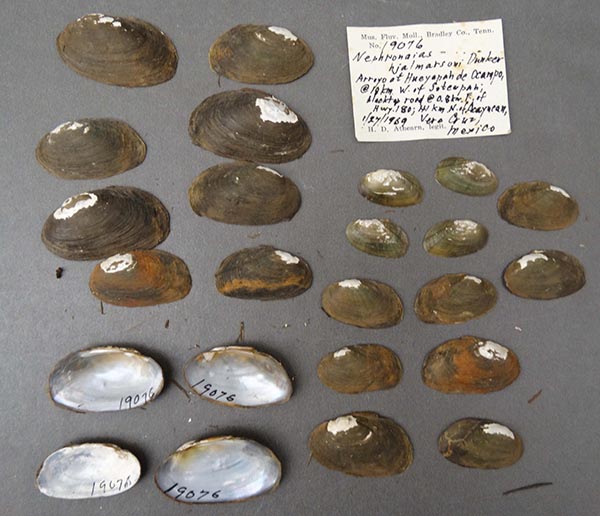 image of lot NCSM_MFM_19076 image of lot NCSM_MFM_19076