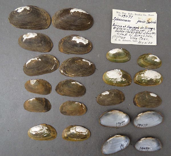 image of lot NCSM_MFM_19077 image of lot NCSM_MFM_19077