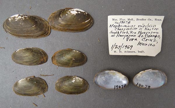 image of lot NCSM_MFM_19078 image of lot NCSM_MFM_19078