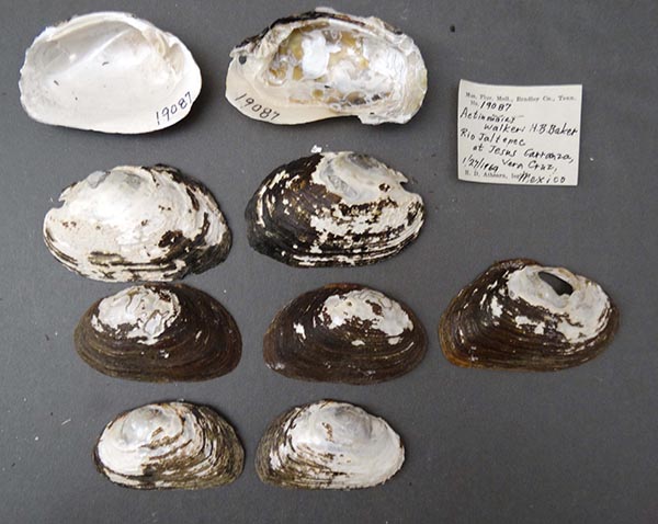 image of lot NCSM_MFM_19087