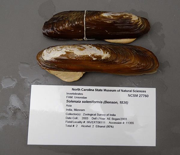 image of lot NCSM_27760