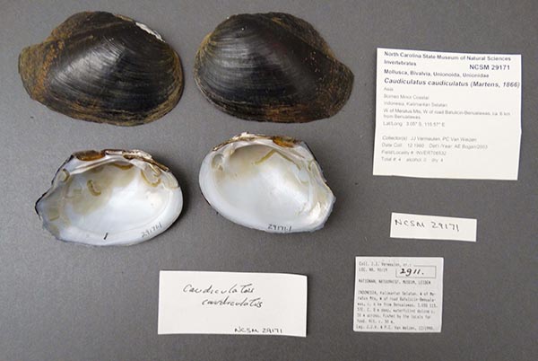 image of lot NCSM_29171