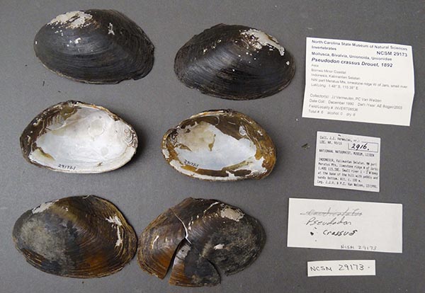 image of lot NCSM_29173