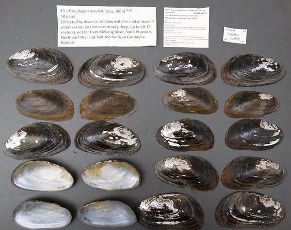 image of lot NCSM_43470