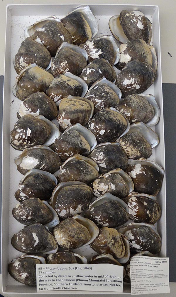 image of lot NCSM_43476