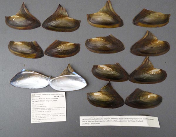 image of lot NCSM_43562