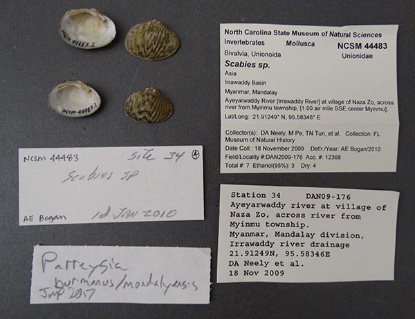 image of lot NCSM_44483