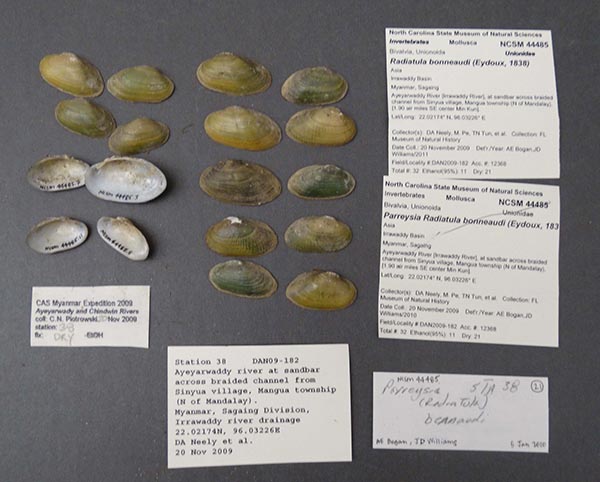 image of lot NCSM_44485