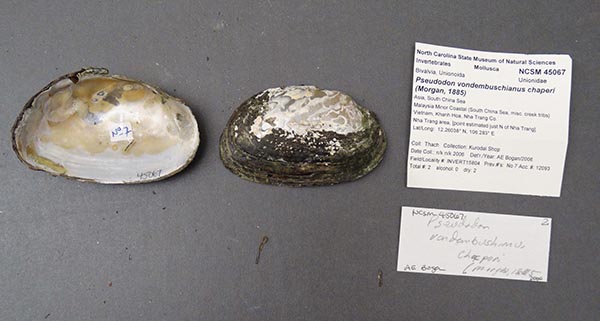 image of lot NCSM_45067