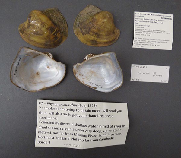 image of lot NCSM_46897