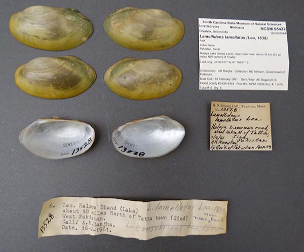 image of lot NCSM_55422