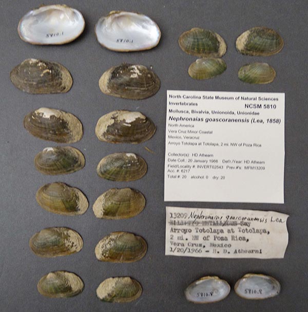 image of lot NCSM_5810 image of lot NCSM_5810