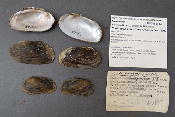 image of lot NCSM_5813 image of lot NCSM_5813