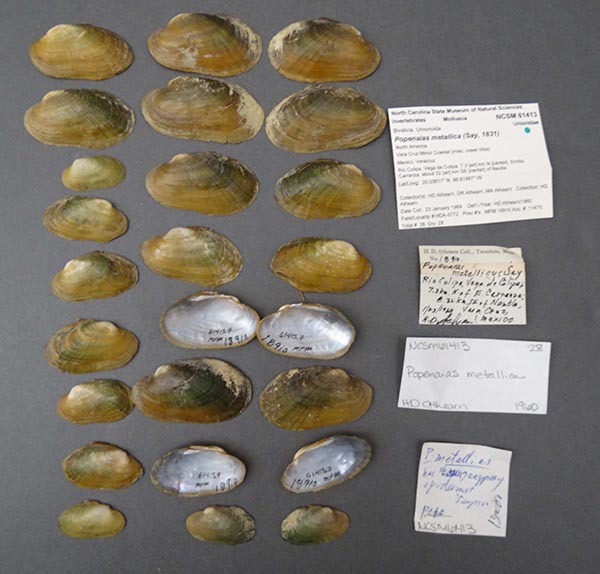 image of lot NCSM_61413 image of lot NCSM_61413