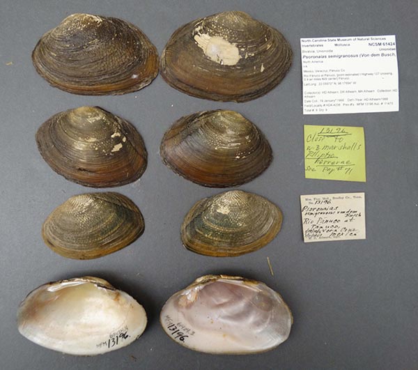 image of lot NCSM_61424