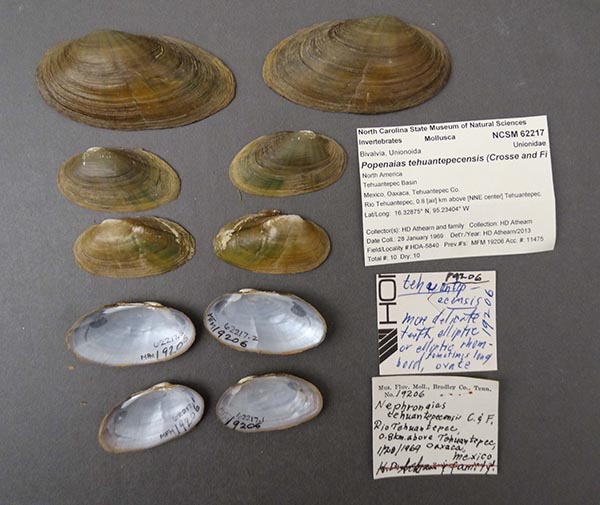 image of lot NCSM_62217