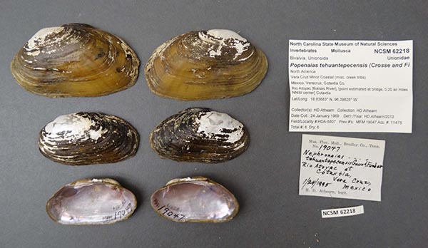 image of lot NCSM_62218