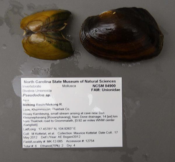 image of lot NCSM_84900