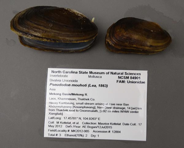 image of lot NCSM_84901