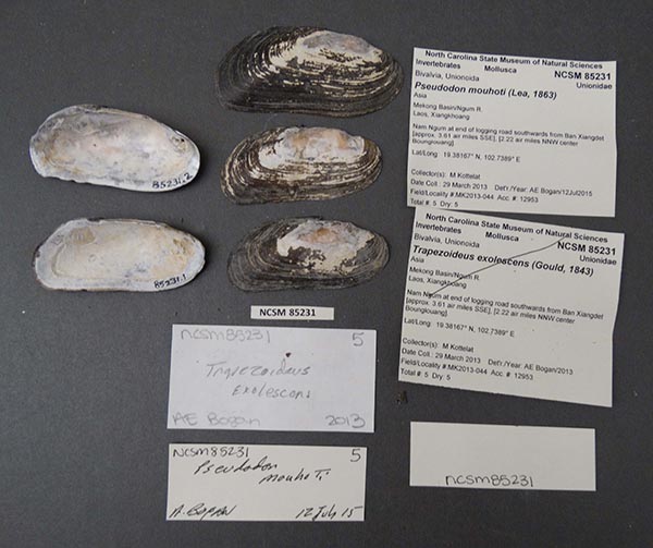 image of lot NCSM_85231