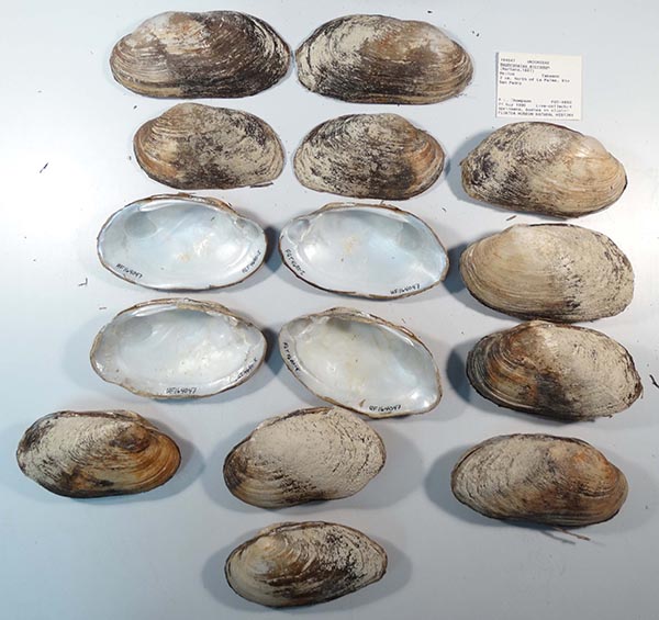 image of lot UF_164047