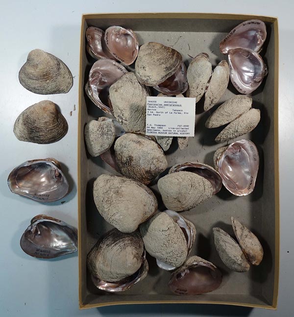 image of lot UF_164058