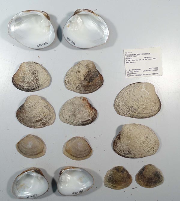 image of lot UF_164059