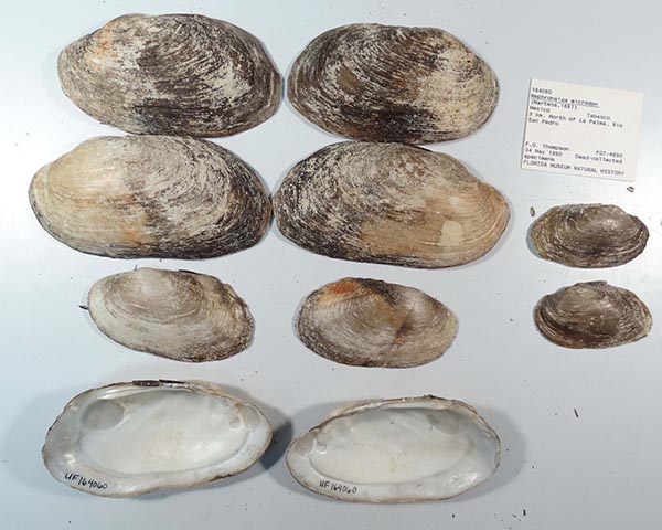 image of lot UF_164060