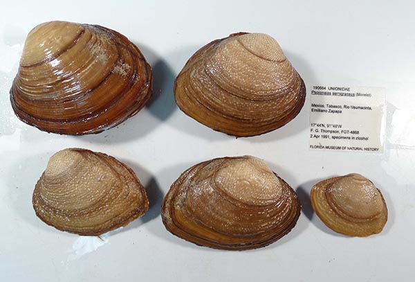 image of lot UF_190664