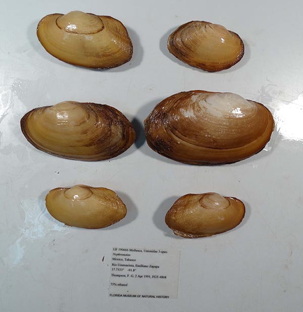 image of lot UF_190666