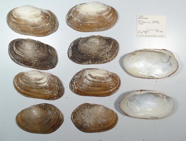 image of lot UF_190667
