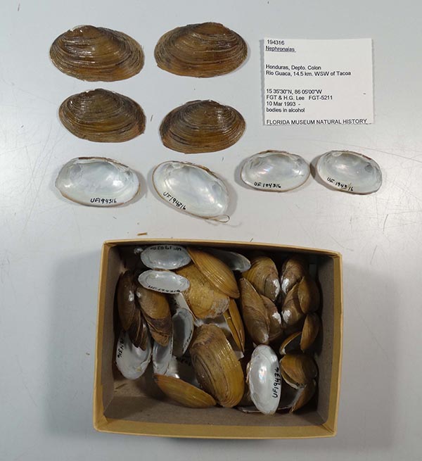 image of lot UF_194316