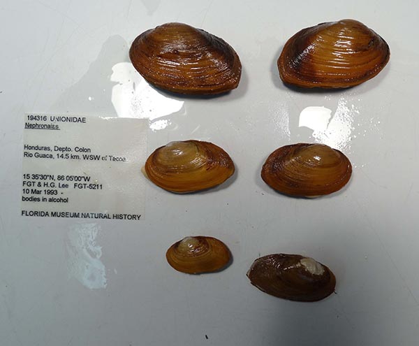 image of lot UF_194316