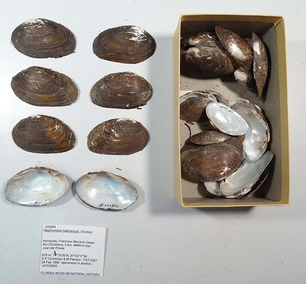 image of lot UF_220954