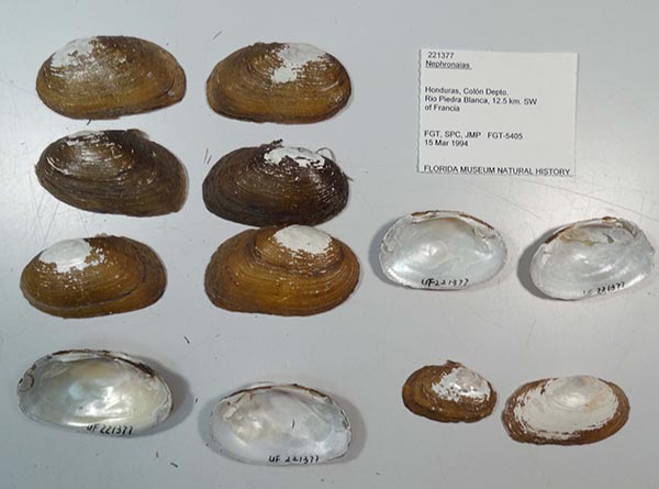 image of lot UF_221377