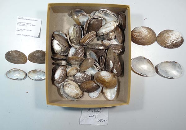 image of lot UF_221532