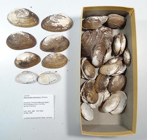 image of lot UF_221534